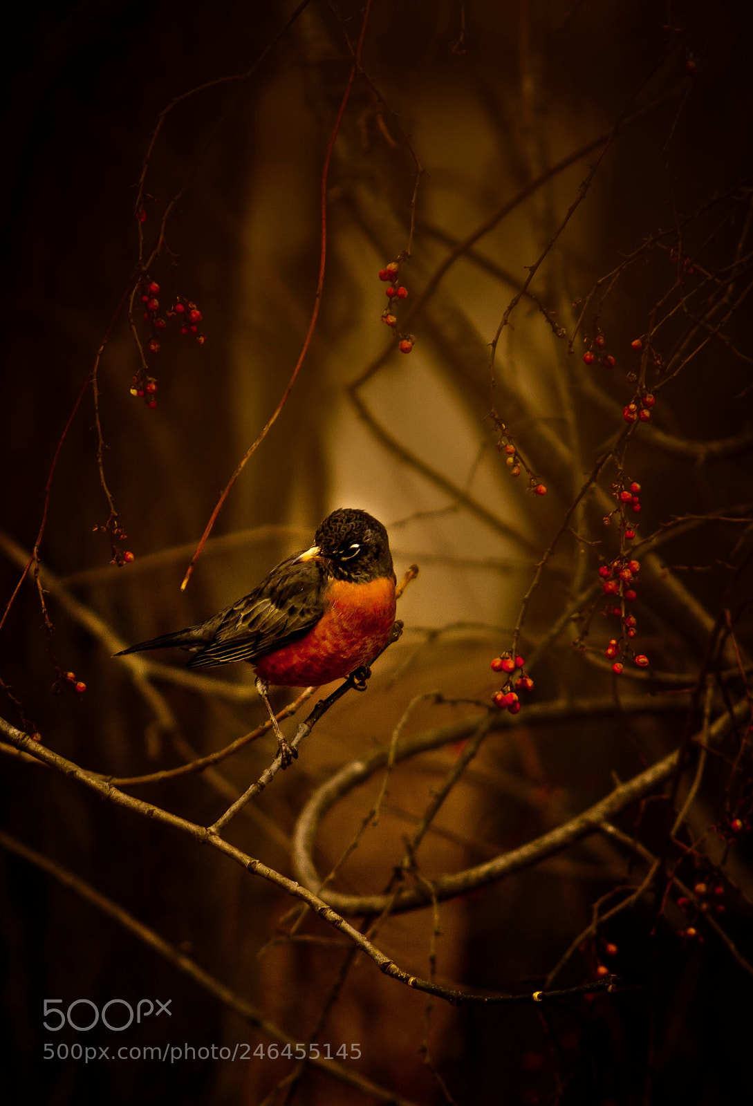 Canon EOS 7D sample photo. Dream bird! photography