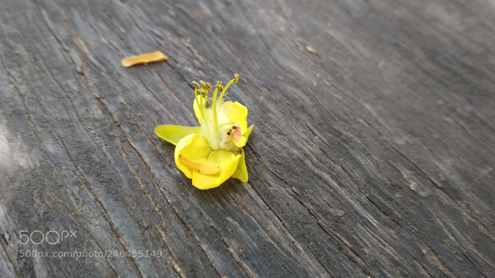 Xiaomi Redmi 4X sample photo. Natureza morta 2018-3 photography