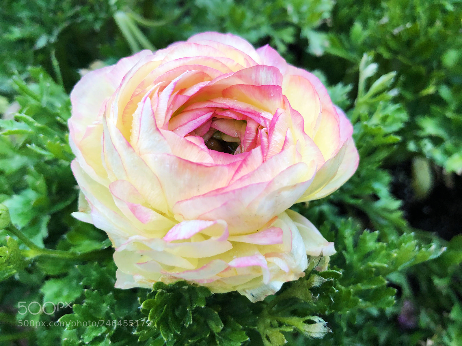 Apple iPhone X sample photo. Untitled photography