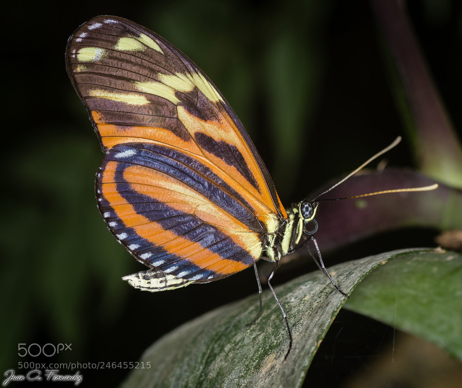 Nikon D7200 sample photo. Butterfly emperor photography