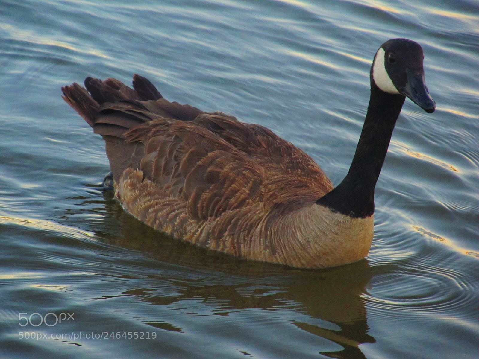 Canon PowerShot SX130 IS sample photo. Canadian goose photography