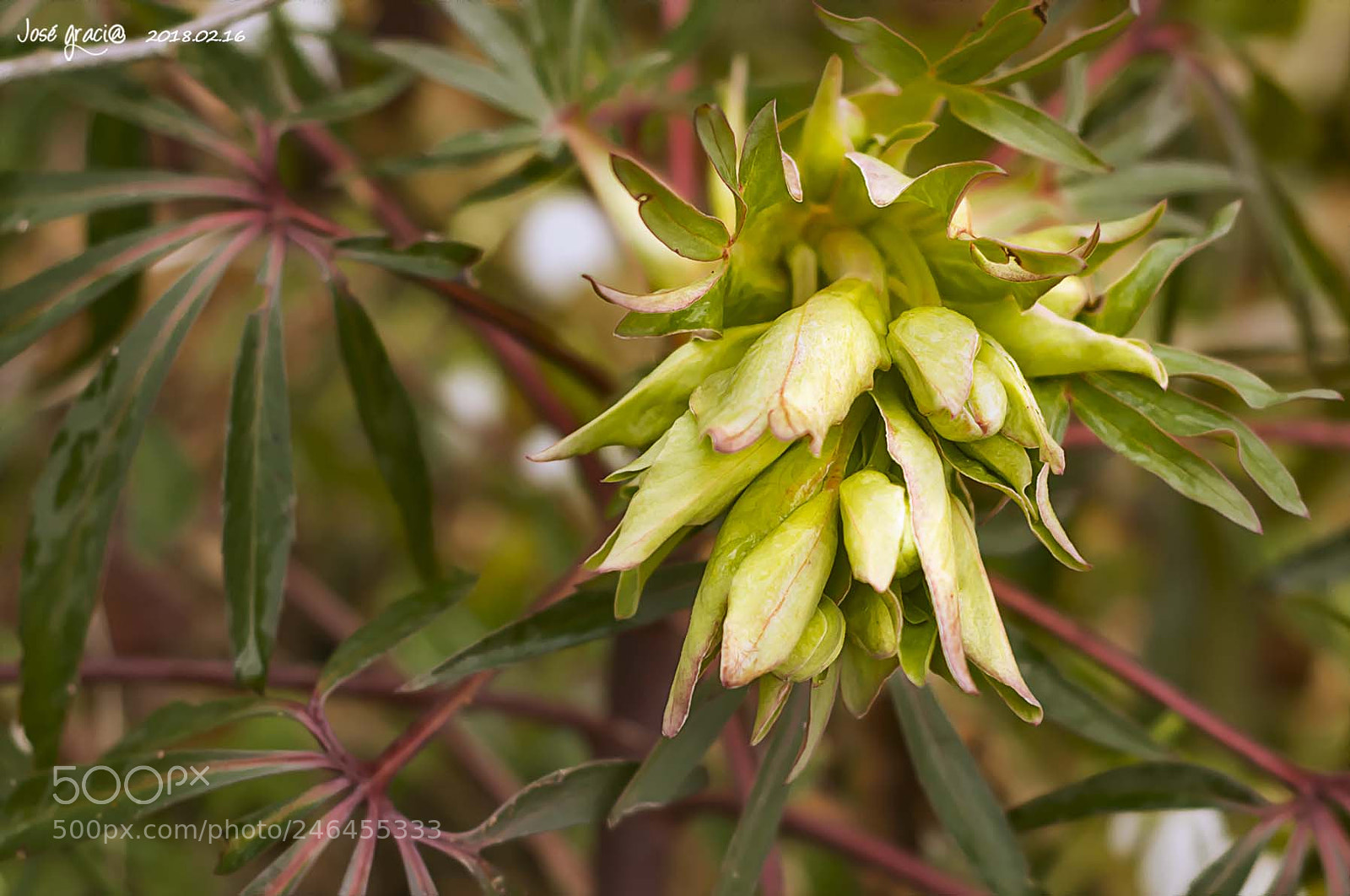 Nikon D7100 sample photo. Flor photography