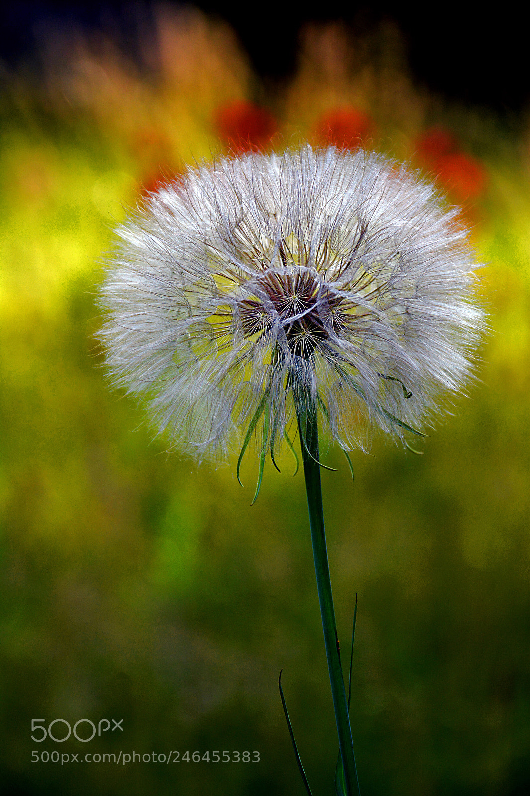 Nikon D5200 sample photo. Dandelion 7 photography