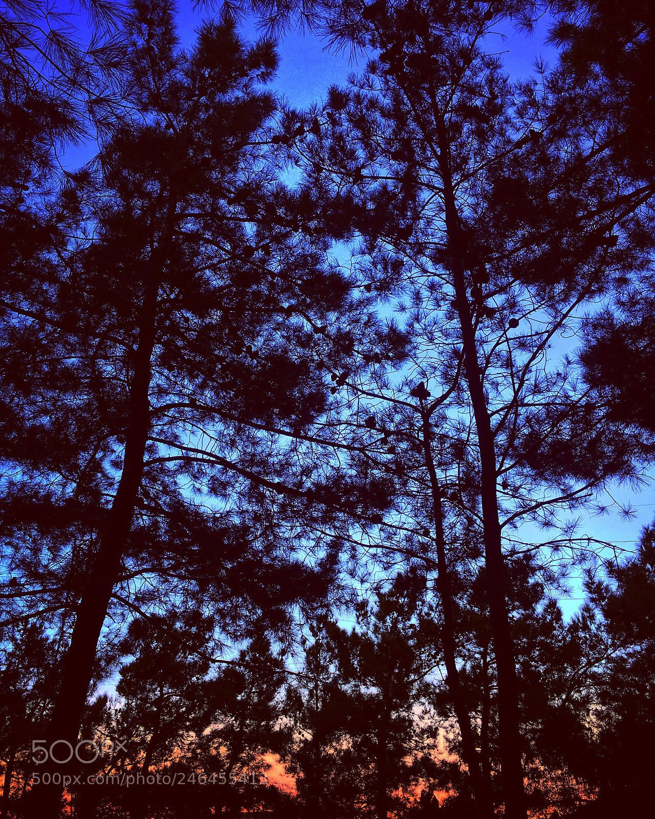 Apple iPhone 6s sample photo. Untitled photography