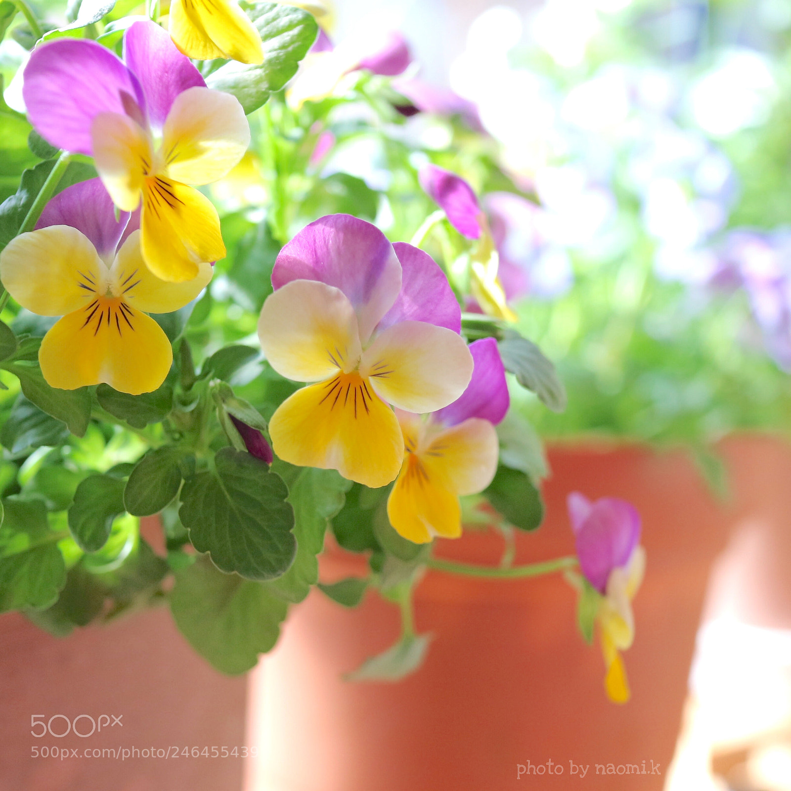 Canon EOS M10 sample photo. Good morning photography