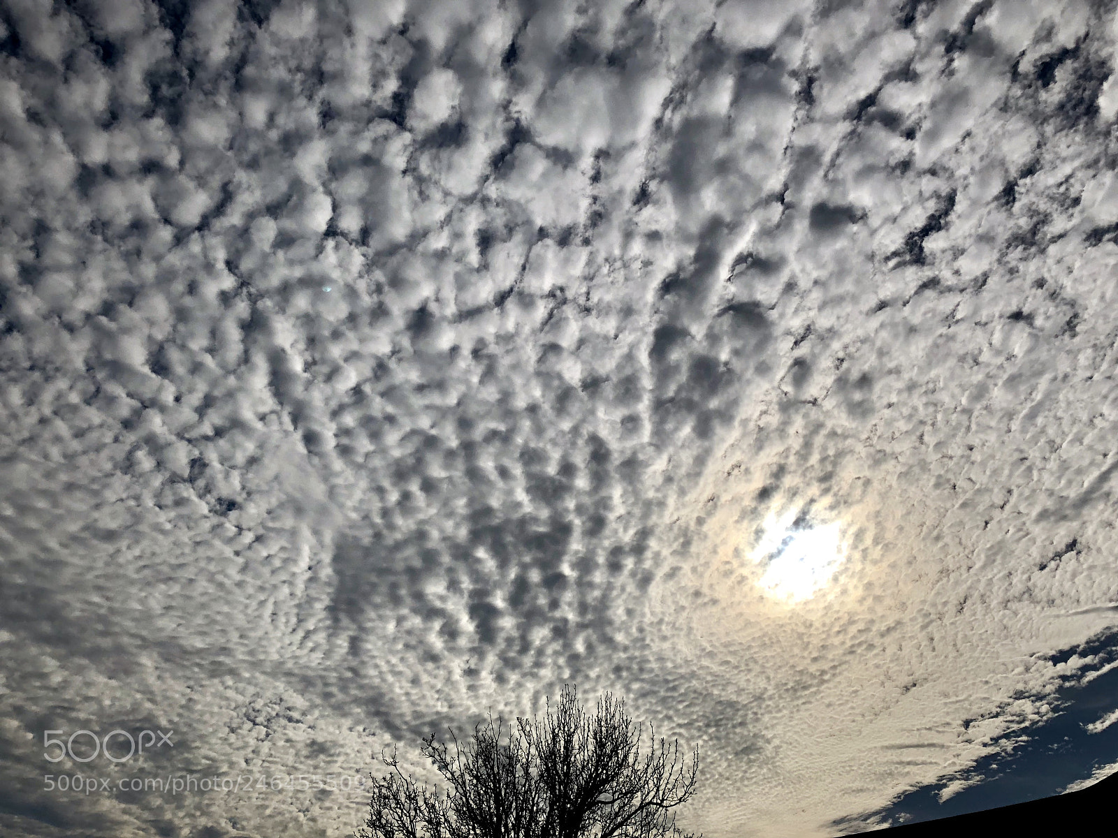 Apple iPhone X sample photo. Patterned perfection photography