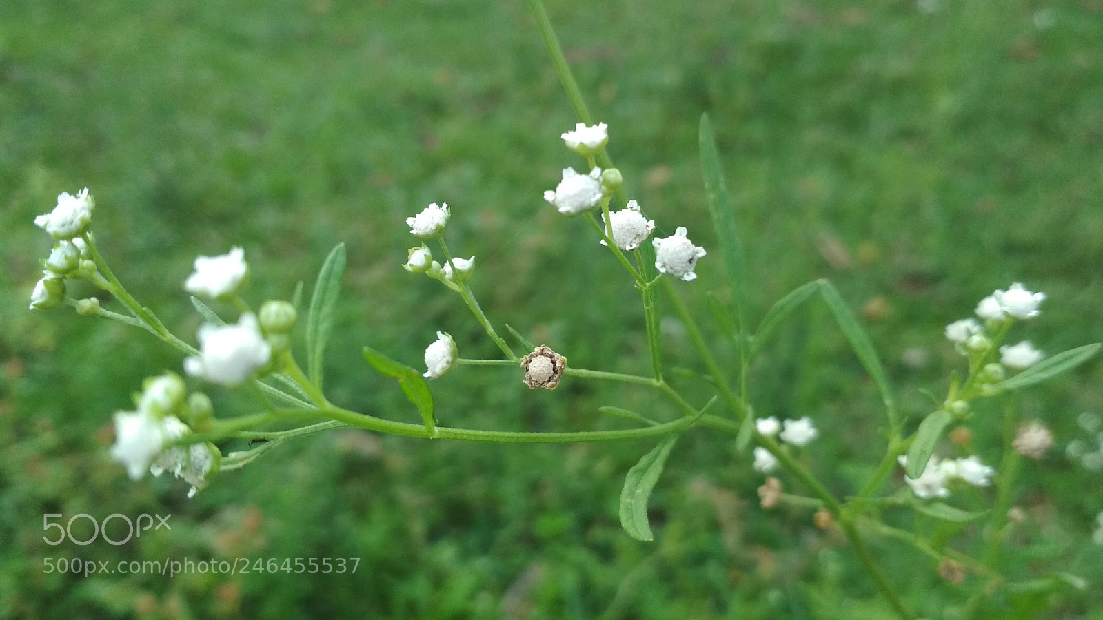 Xiaomi Redmi 4X sample photo. Flower 2018-8 photography