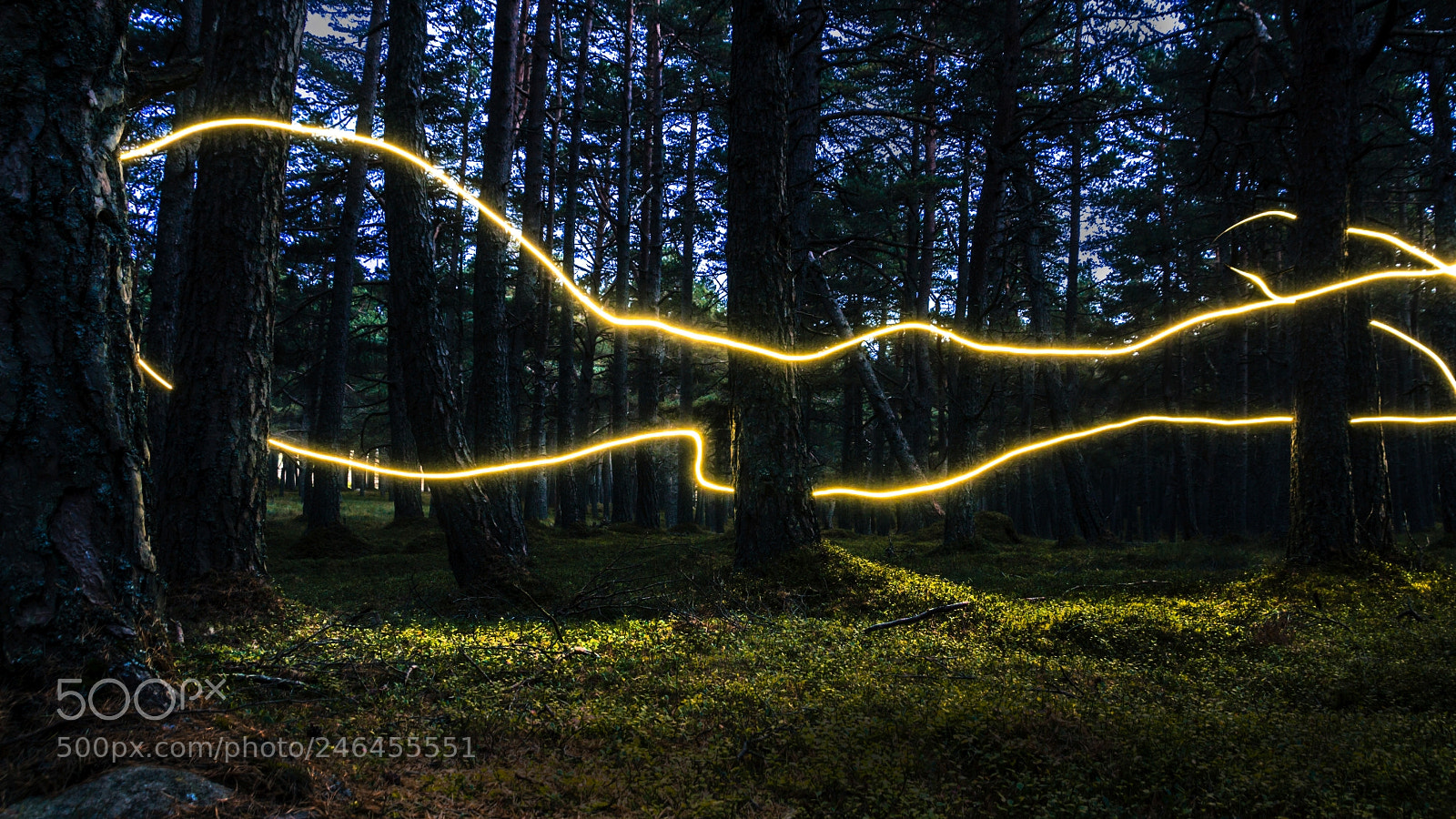 Canon EOS 650D (EOS Rebel T4i / EOS Kiss X6i) sample photo. Forest fairies photography