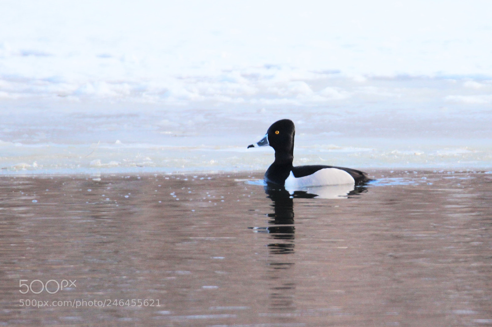 Canon EOS 600D (Rebel EOS T3i / EOS Kiss X5) sample photo. Ring-necked duck photography