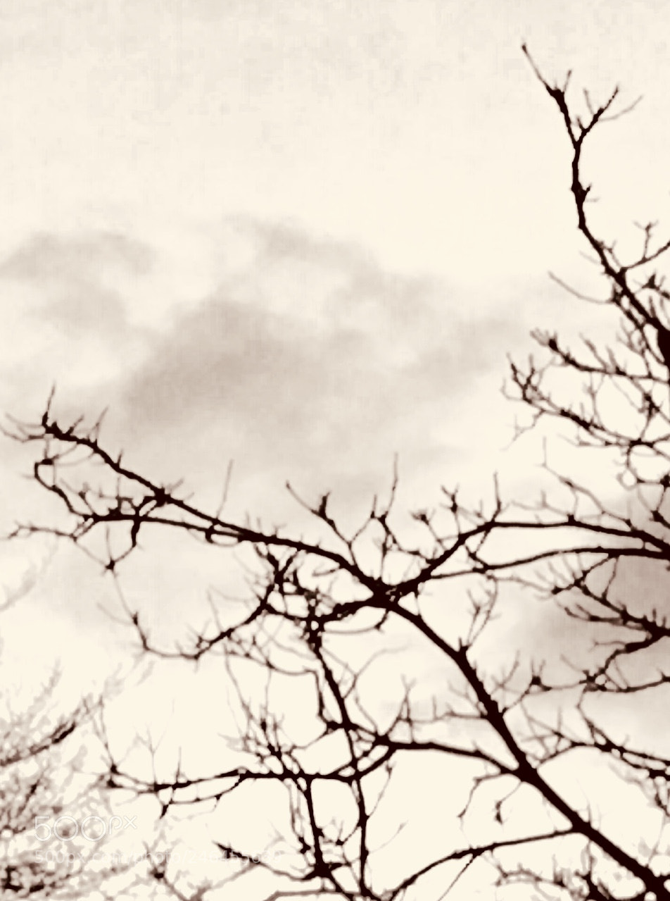Apple iPhone SE sample photo. Untitled photography