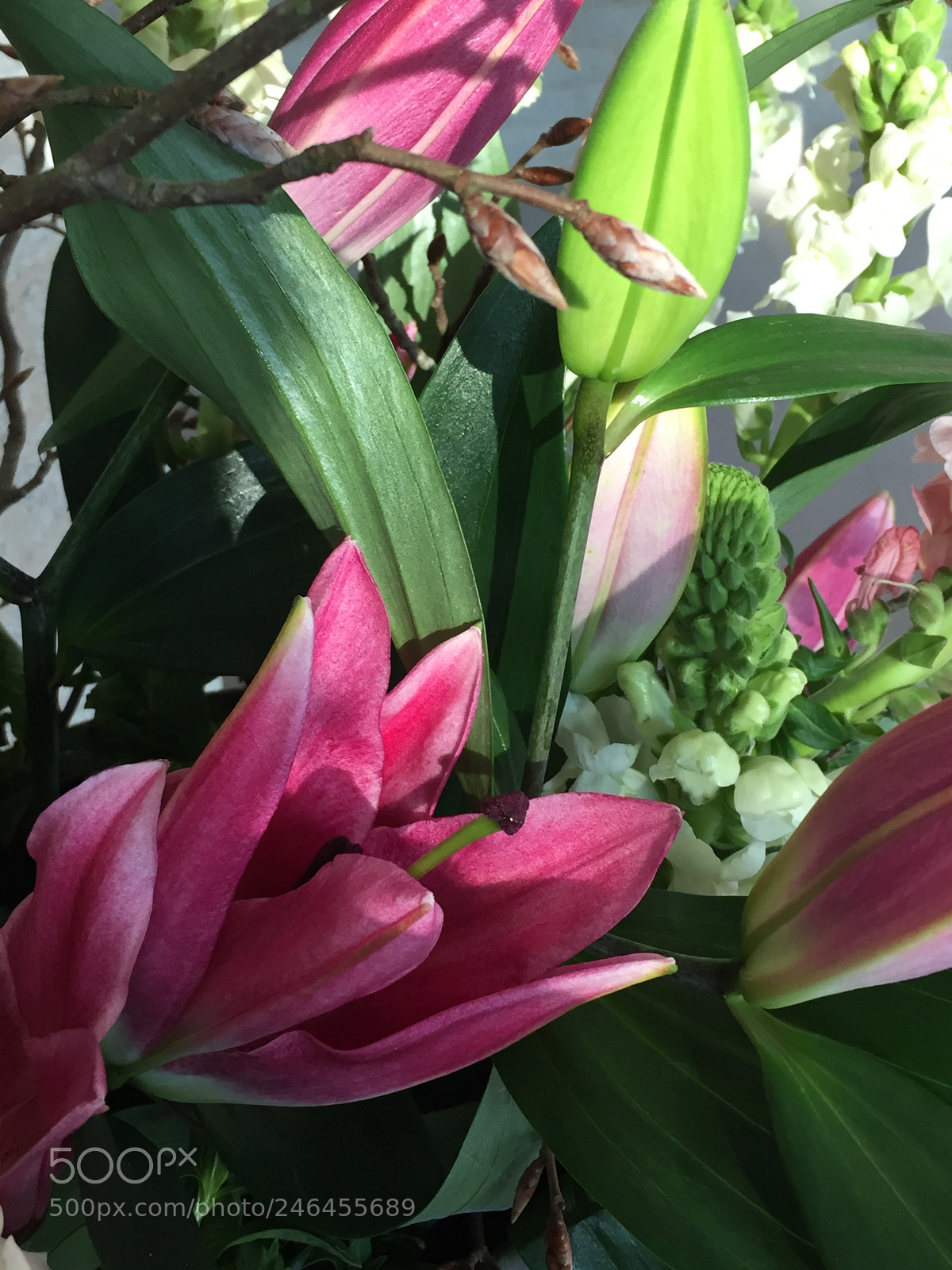 Apple iPhone 6 sample photo. Beautiful flower photography
