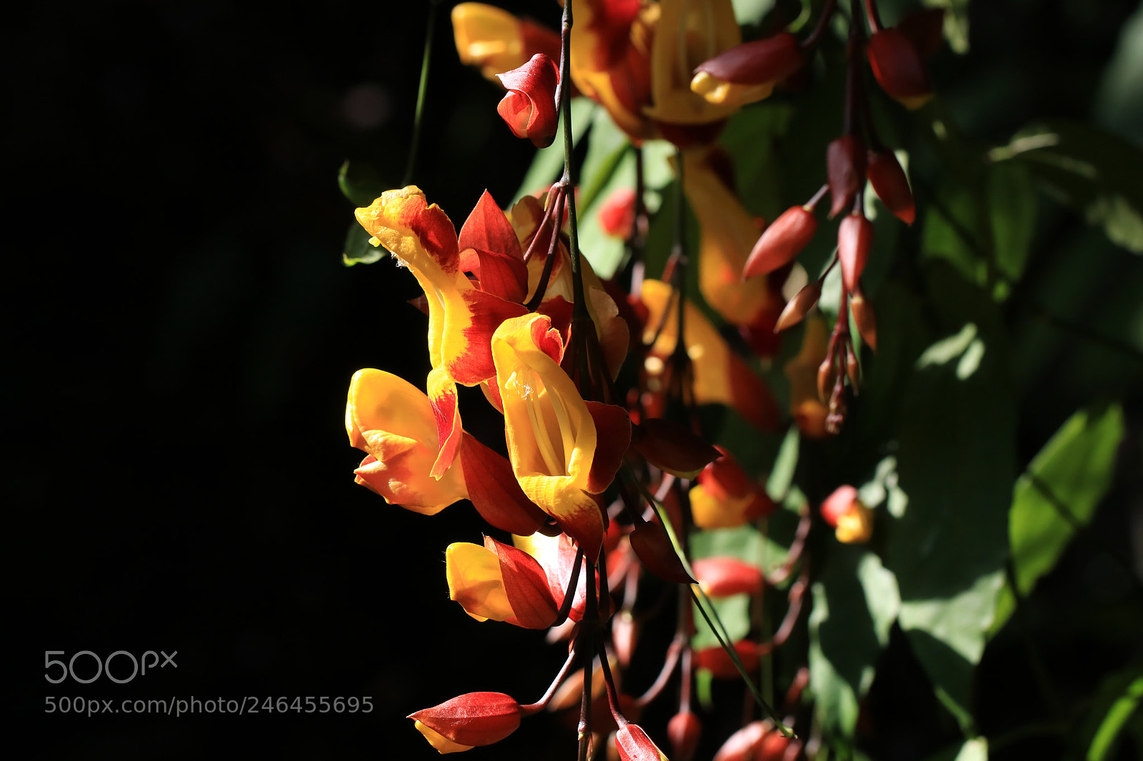 Canon EOS 760D (EOS Rebel T6s / EOS 8000D) sample photo. Clock vine photography