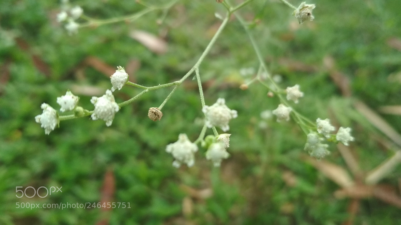 Xiaomi Redmi 4X sample photo. Flower 2018-10 photography