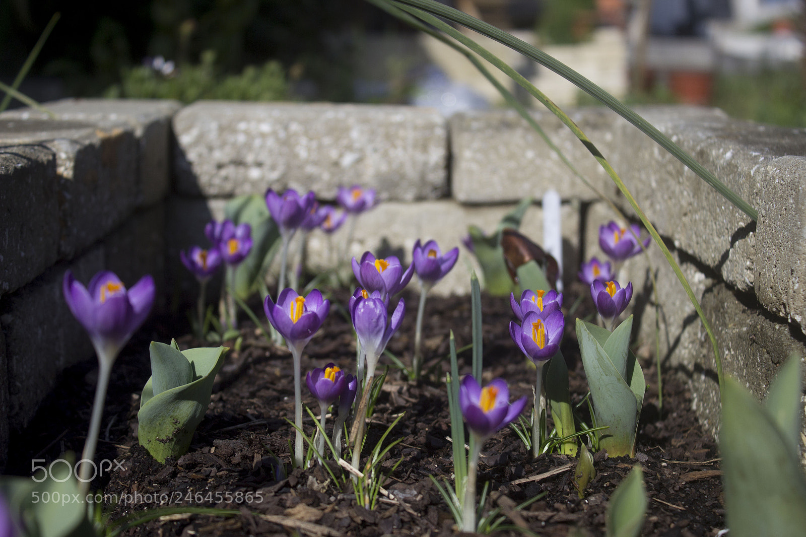Canon EOS 600D (Rebel EOS T3i / EOS Kiss X5) sample photo. Img photography