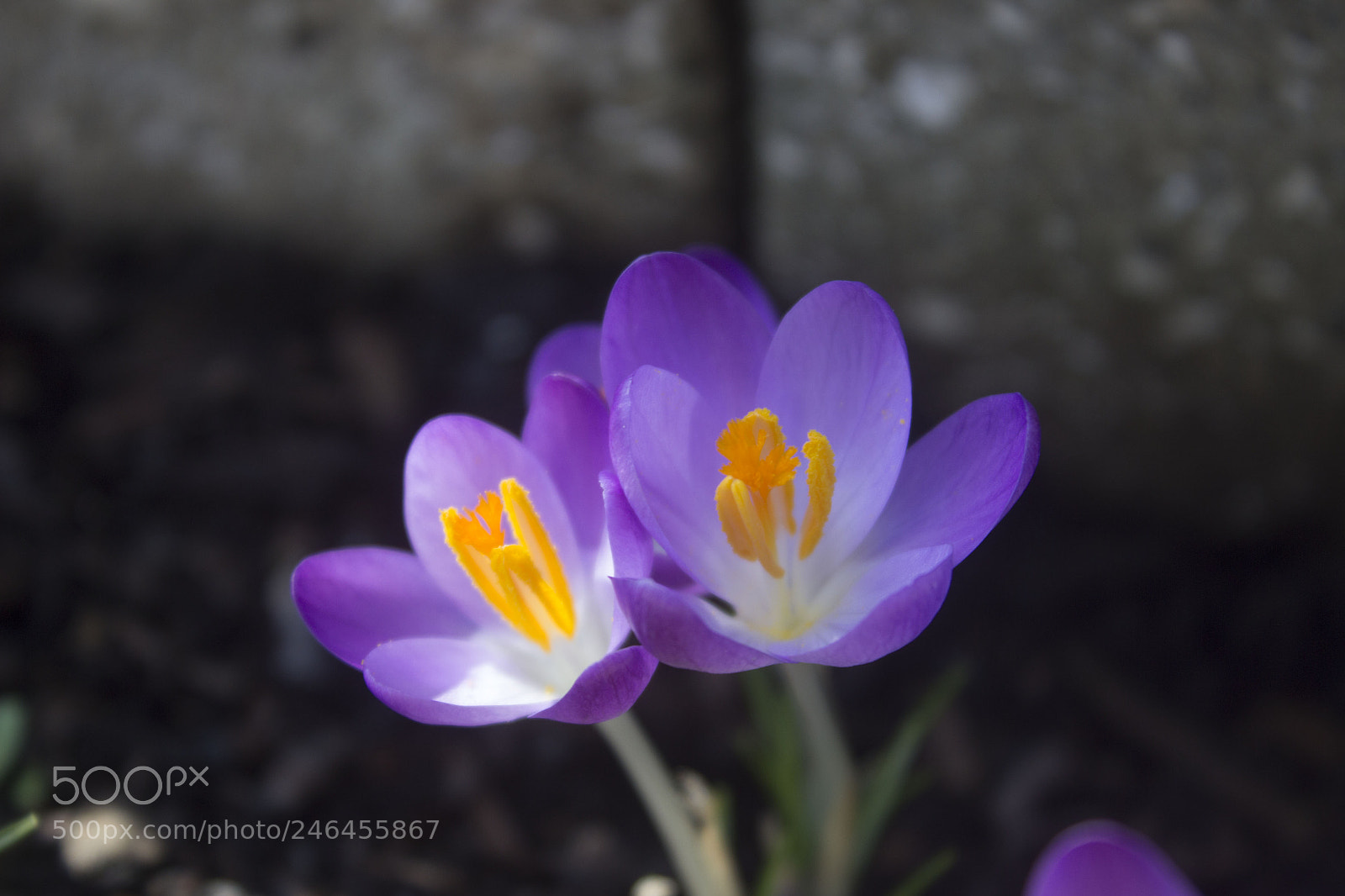 Canon EOS 600D (Rebel EOS T3i / EOS Kiss X5) sample photo. Img photography