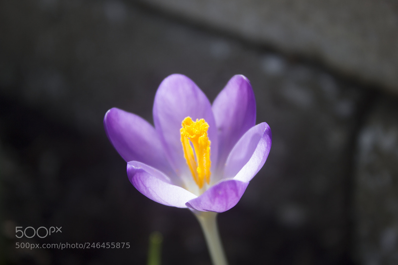 Canon EOS 600D (Rebel EOS T3i / EOS Kiss X5) sample photo. Img photography