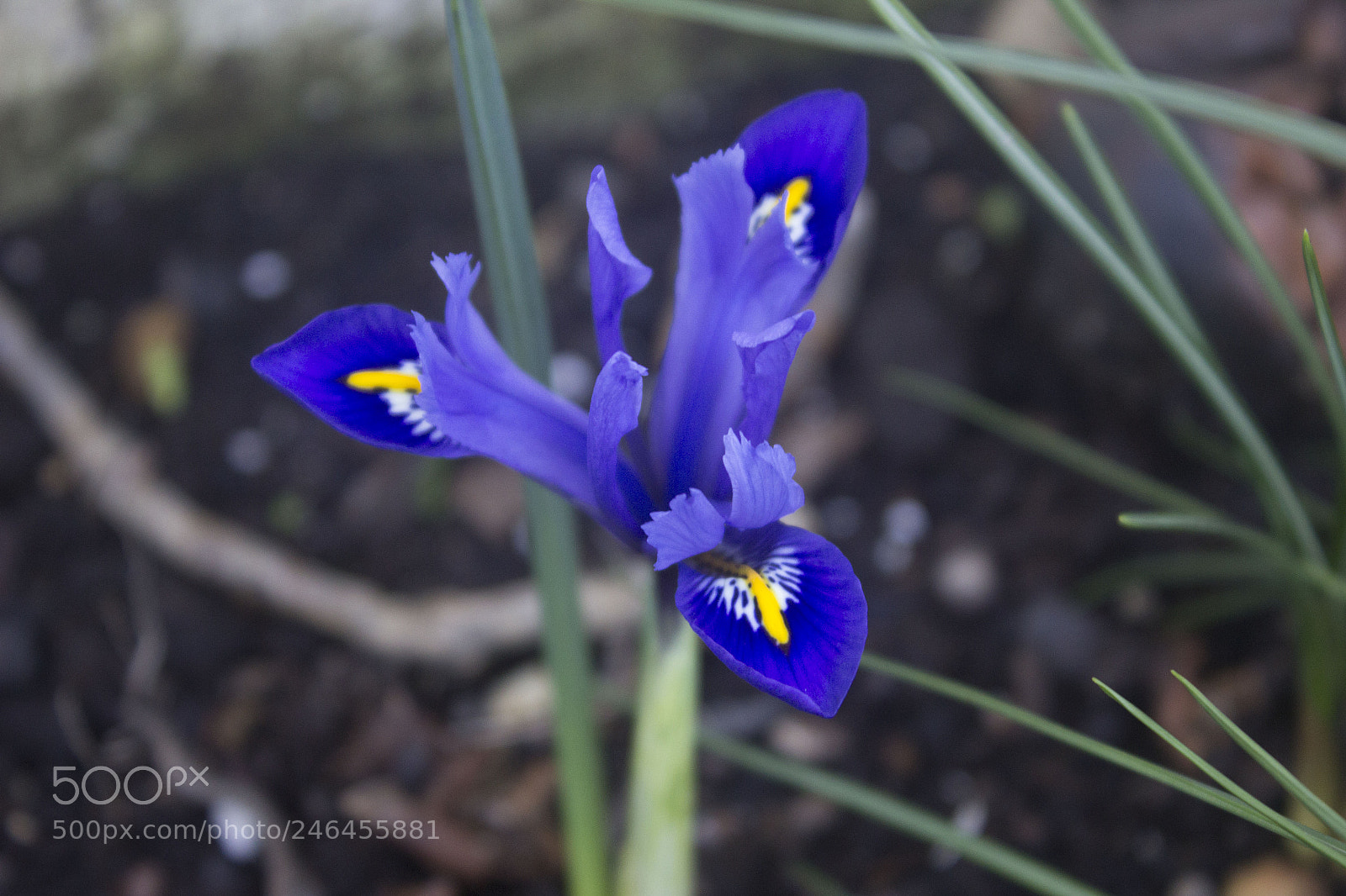 Canon EOS 600D (Rebel EOS T3i / EOS Kiss X5) sample photo. Img photography