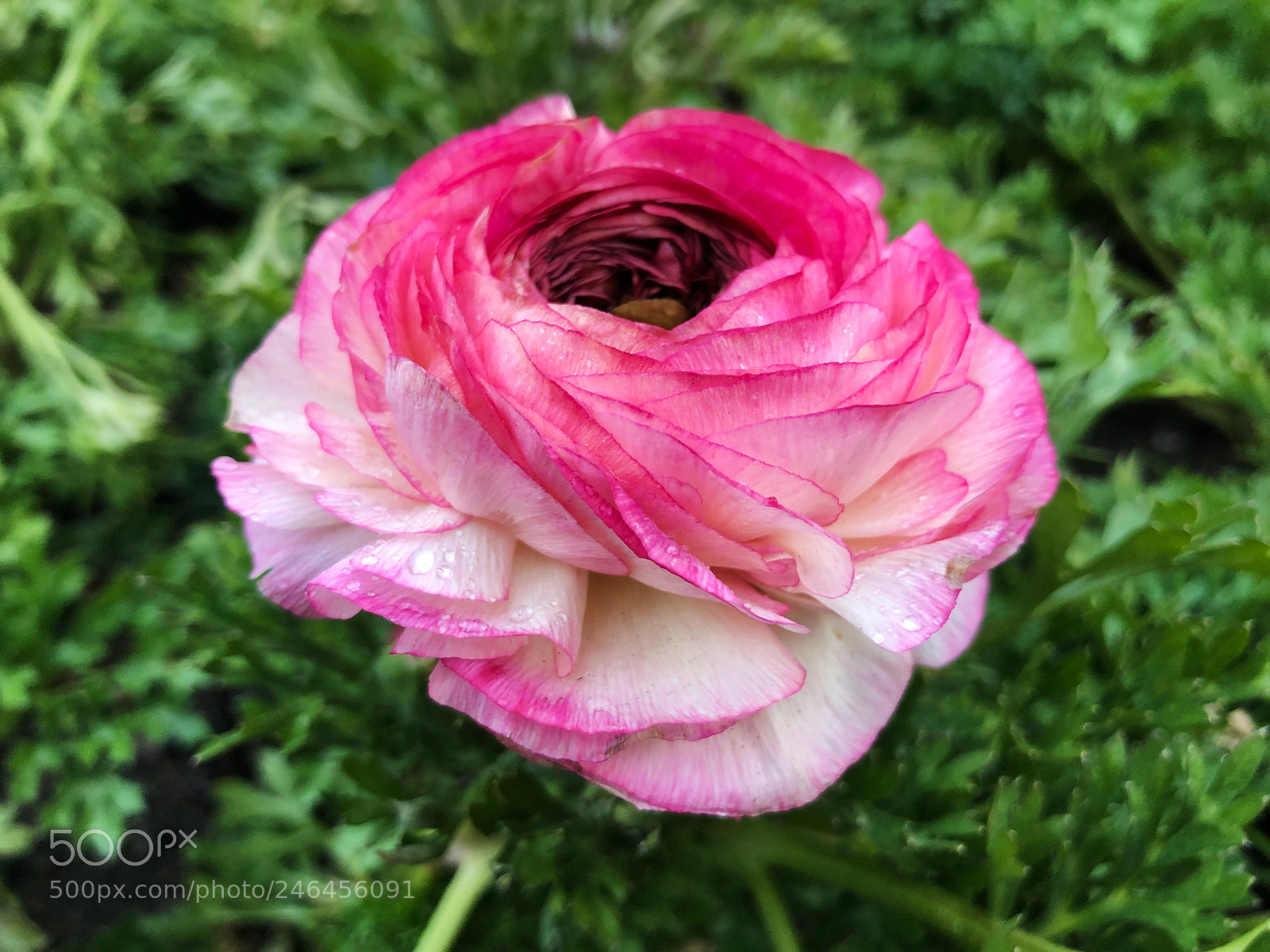 Apple iPhone X sample photo. Untitled photography
