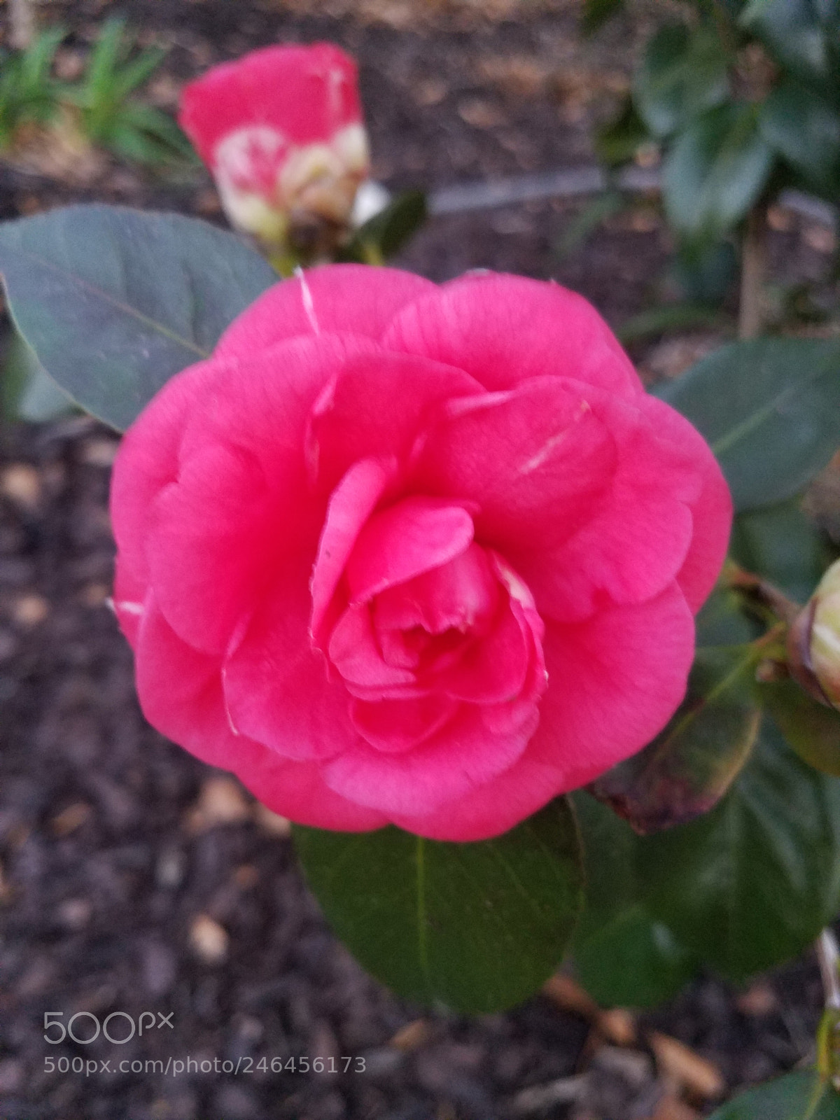 Samsung Galaxy S7 sample photo. Early bloom photography