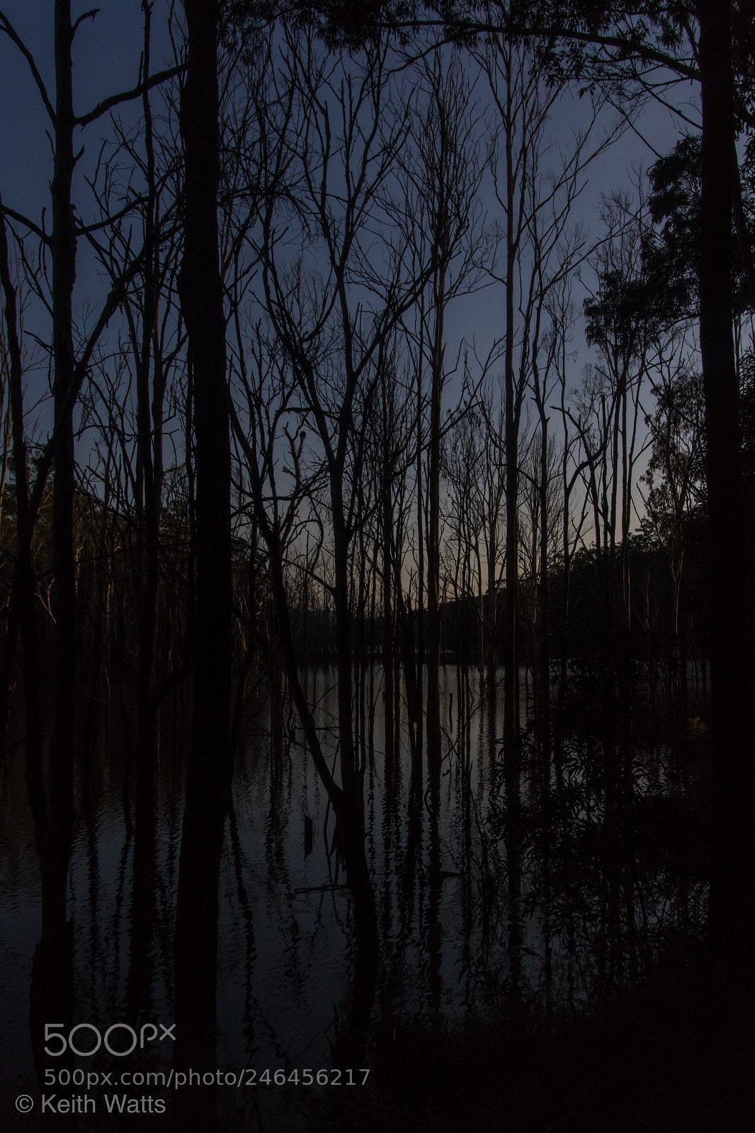 Canon EOS 7D Mark II sample photo. Drowning trees on a photography