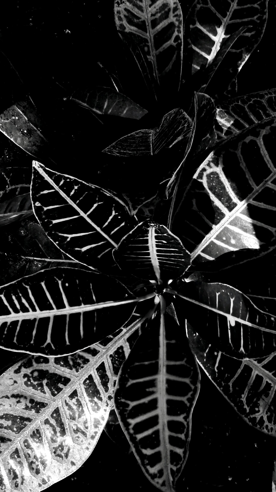 HTC DESRIE D530 sample photo. 50 petals of grey photography