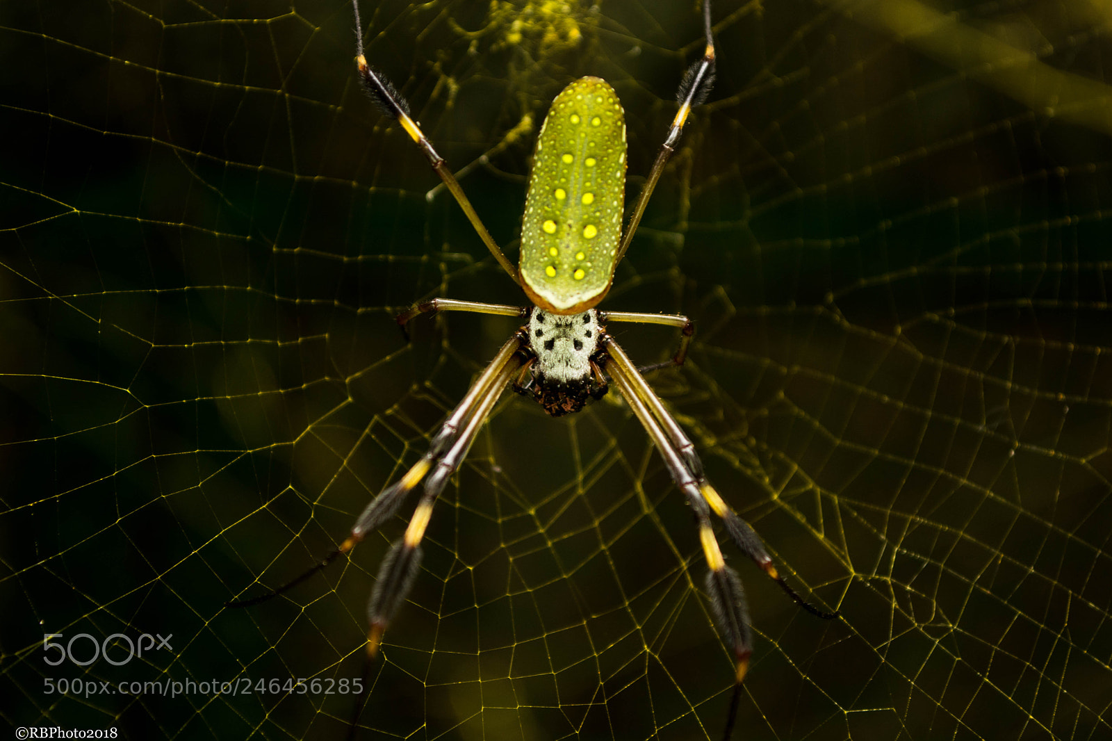 Nikon D5200 sample photo. Little spider photography