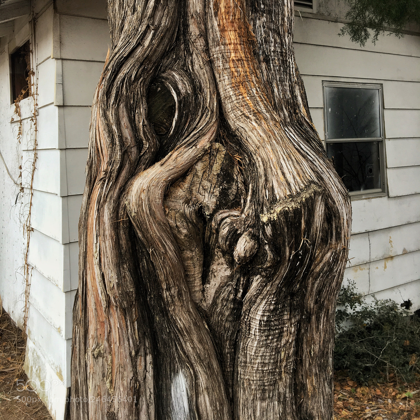 Apple iPhone 6s sample photo. Cedar photography