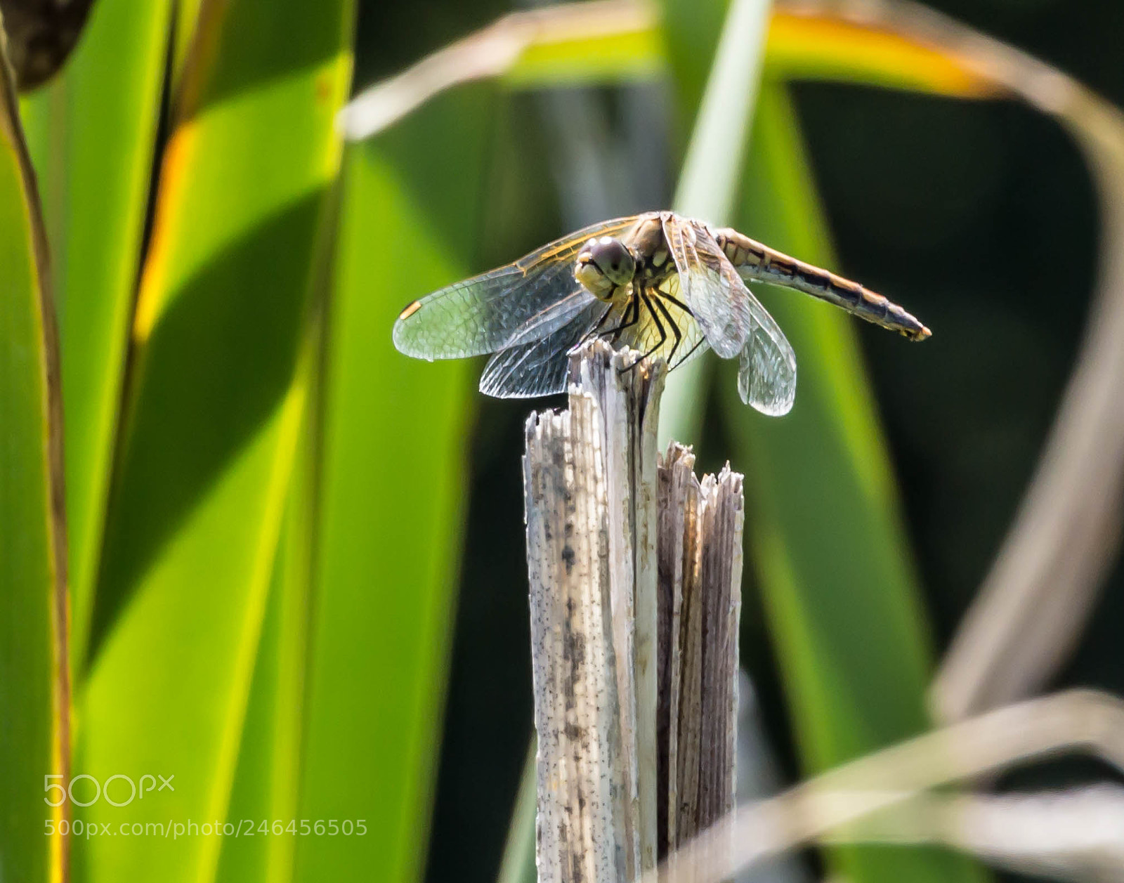 Canon EOS 600D (Rebel EOS T3i / EOS Kiss X5) sample photo. Female meadow hawk dragonfly photography