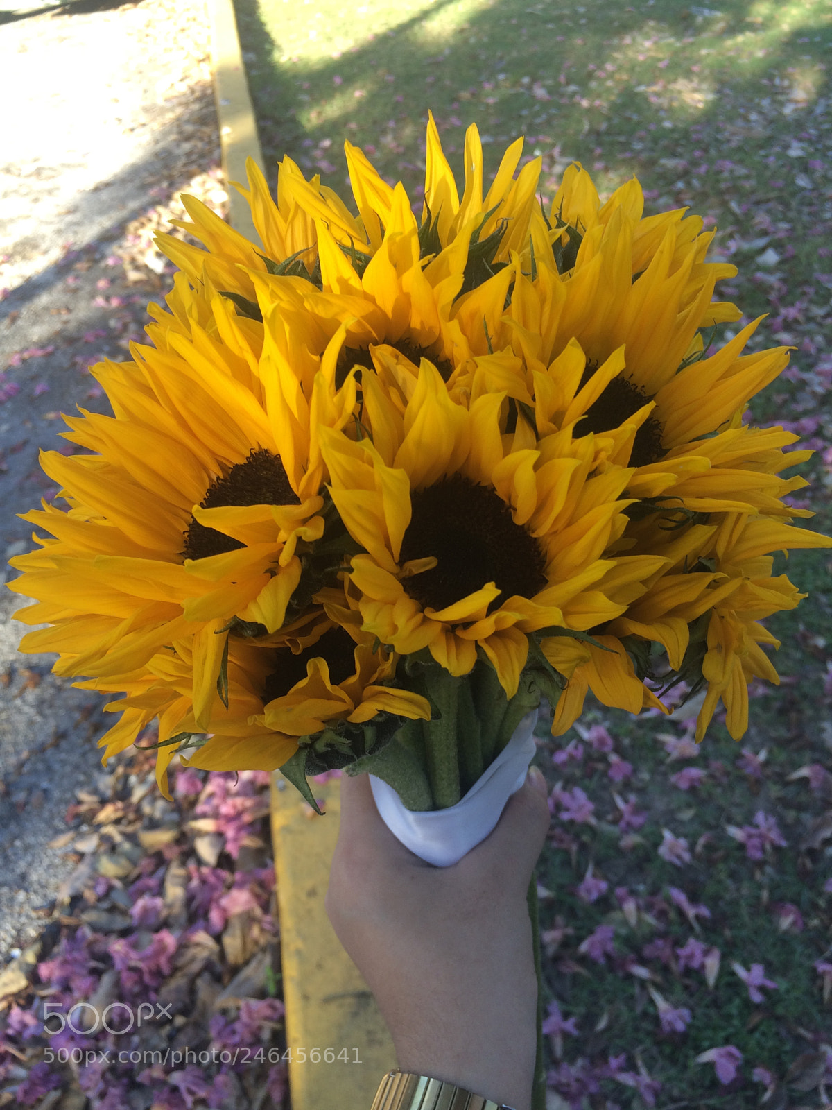 Apple iPhone 5s sample photo. Sunflower photography