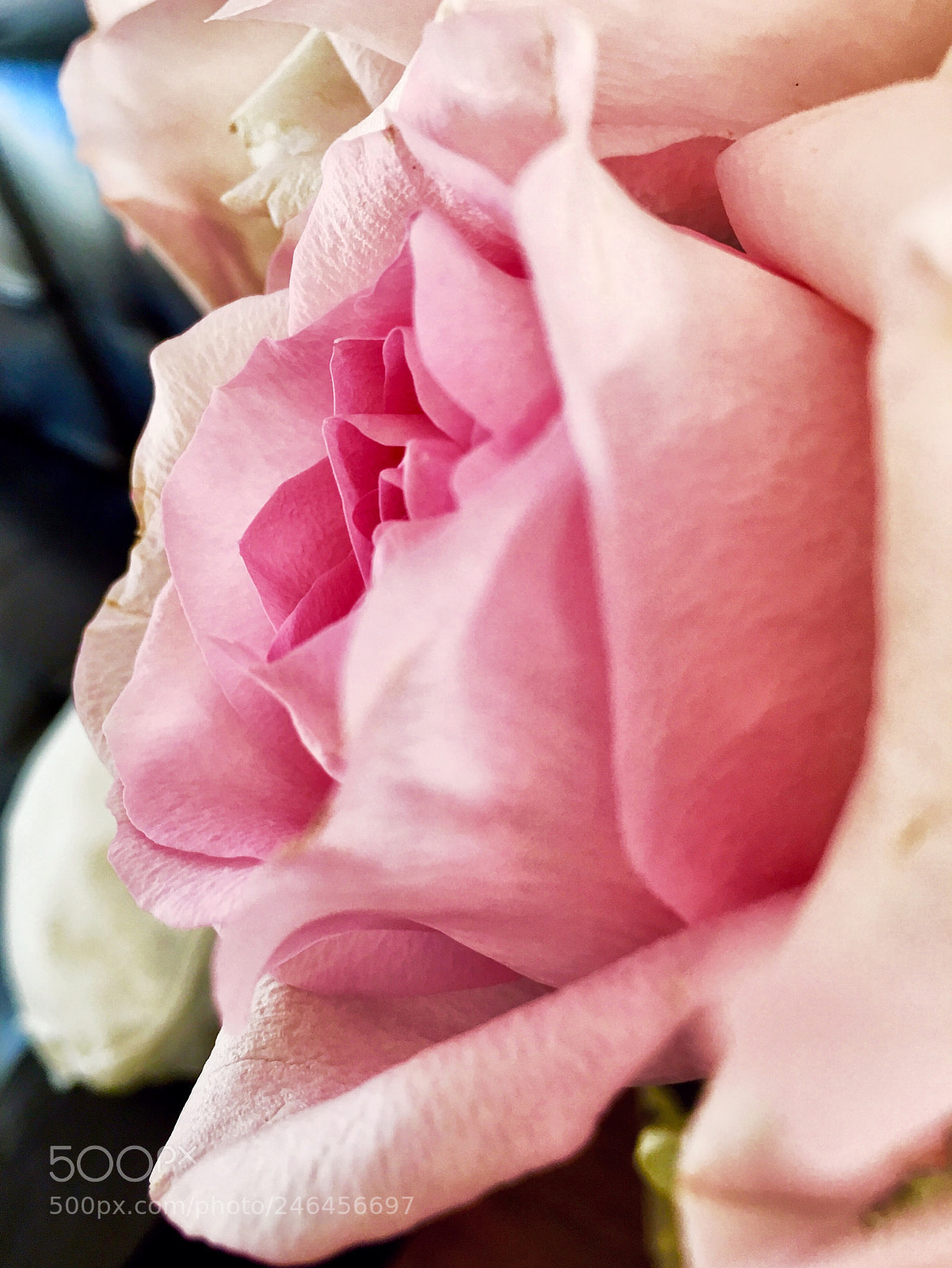 Apple iPhone 6s Plus sample photo. Pink rose photography