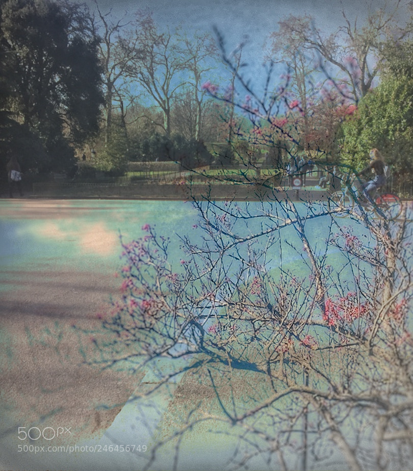 Apple iPhone 6 sample photo. Blooming petals photography