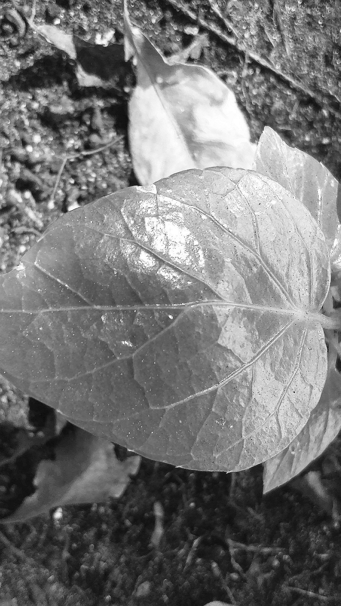 HTC DESRIE D530 sample photo. Holds weight photography
