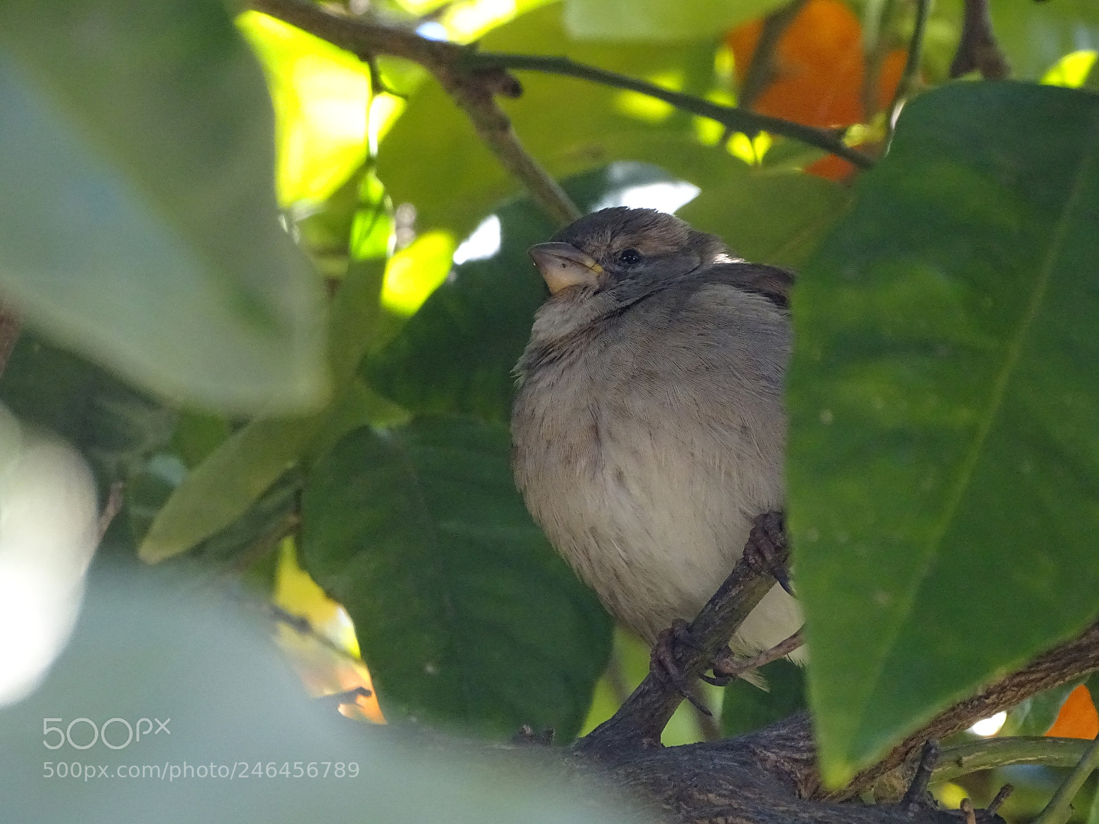 Sony Cyber-shot DSC-HX350 sample photo. Sparrow photography