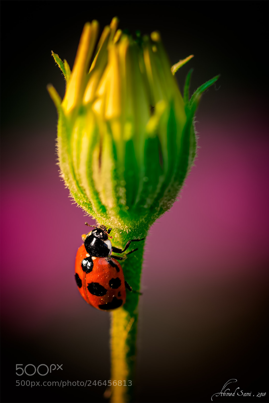 Nikon D7100 sample photo. Climbing to top photography