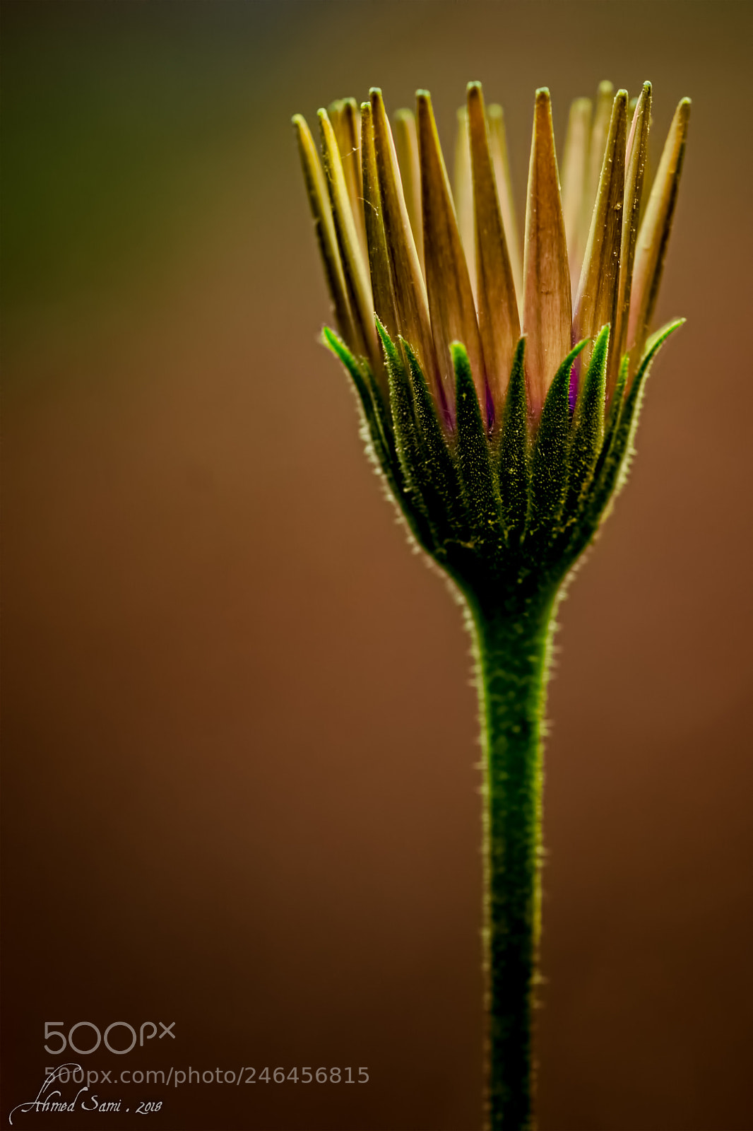 Nikon D7100 sample photo. Olympic torch photography