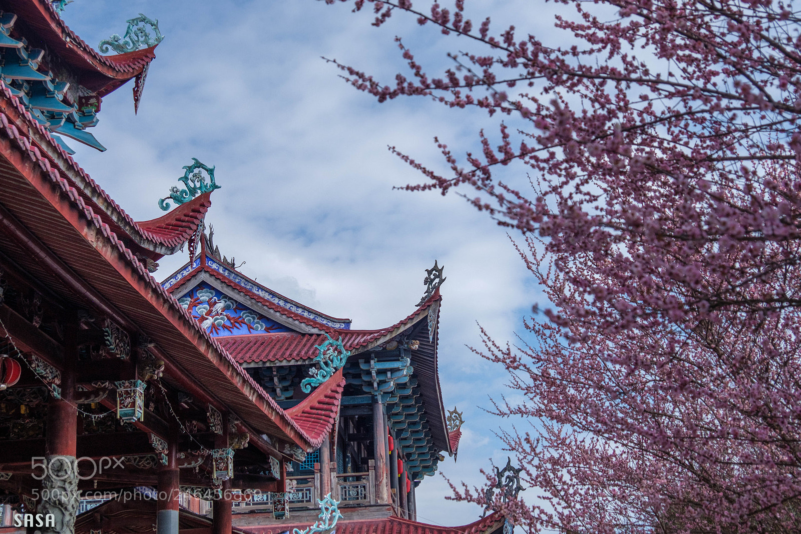 Fujifilm X-Pro2 sample photo. 山寺梅花喜盛开 photography