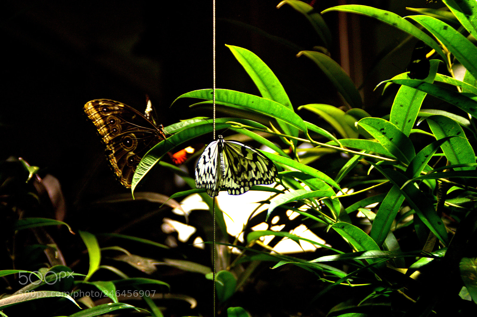 Sony SLT-A35 sample photo. Untitled photography
