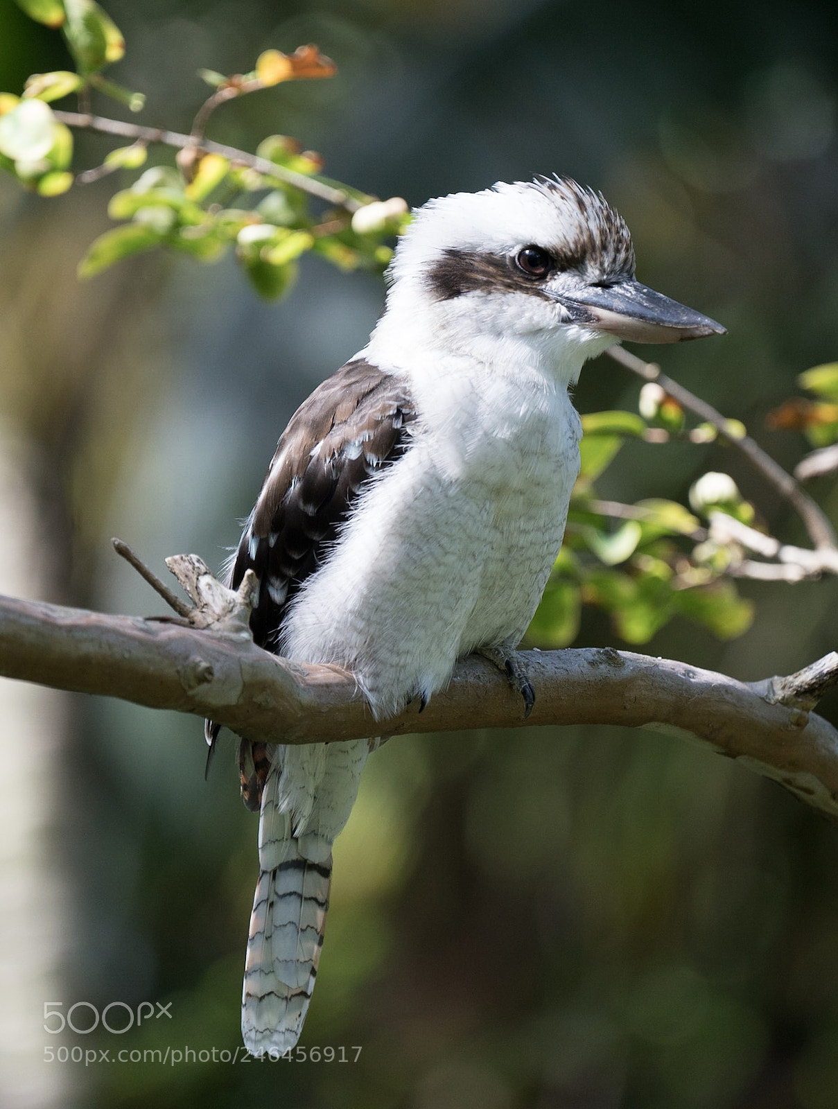 Sony a7R II sample photo. Kookaburra photography