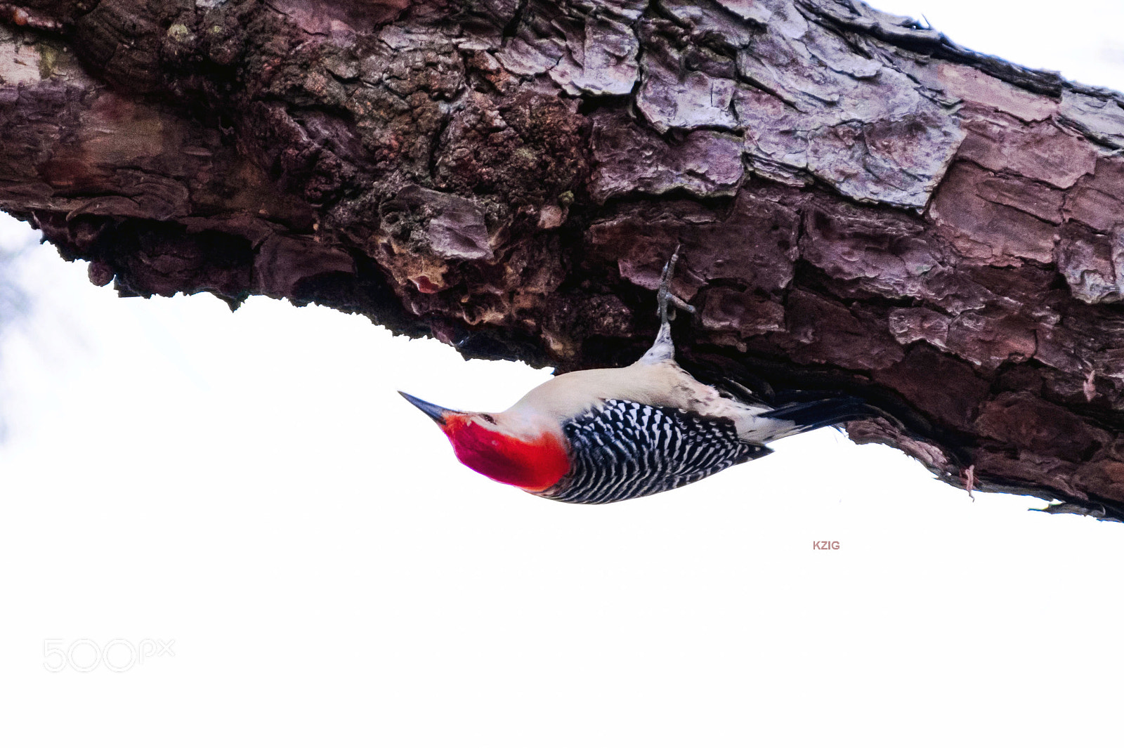 Nikon D3400 sample photo. Red bellied woodpecker photography