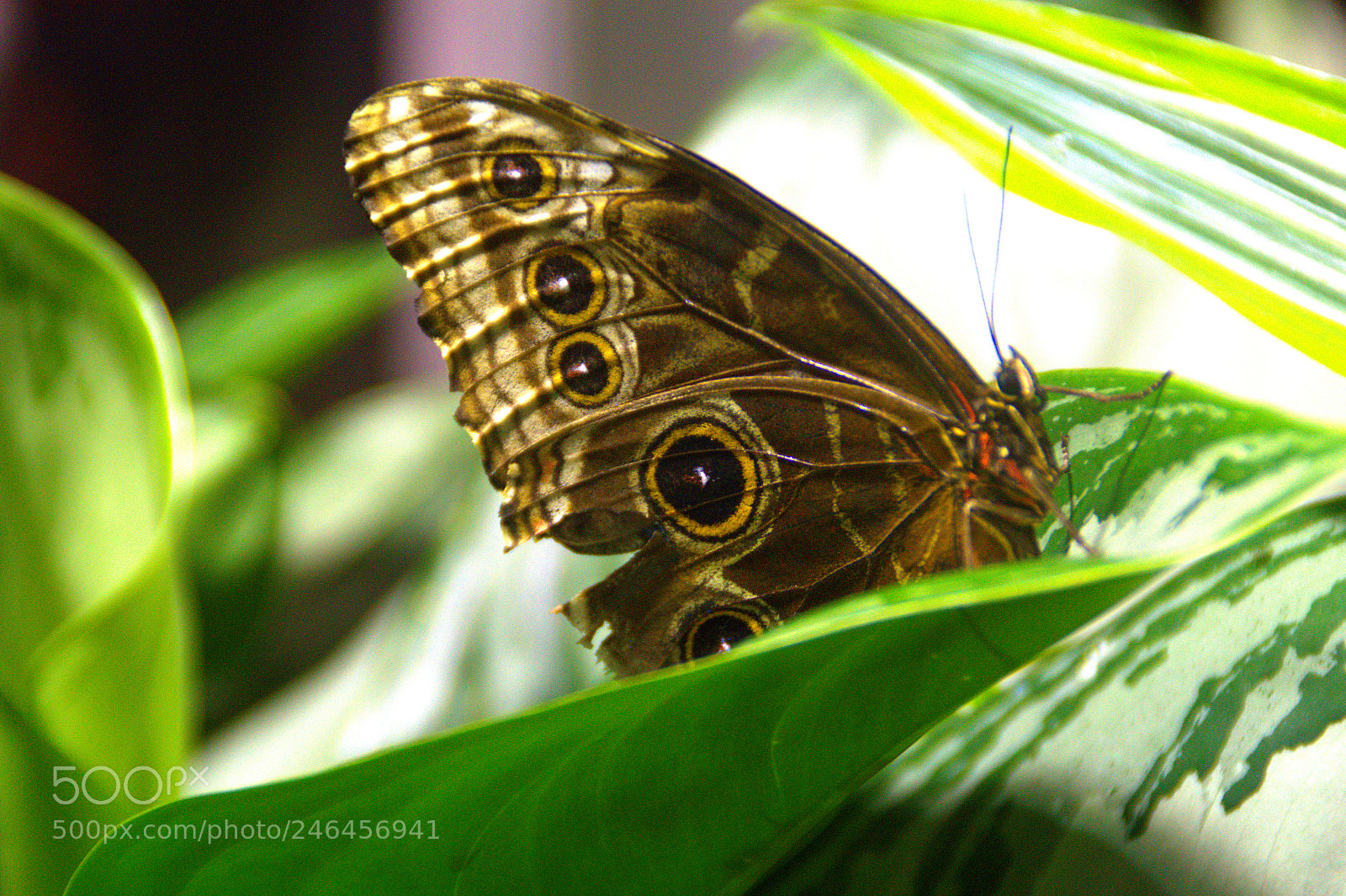 Sony SLT-A35 sample photo. Untitled photography