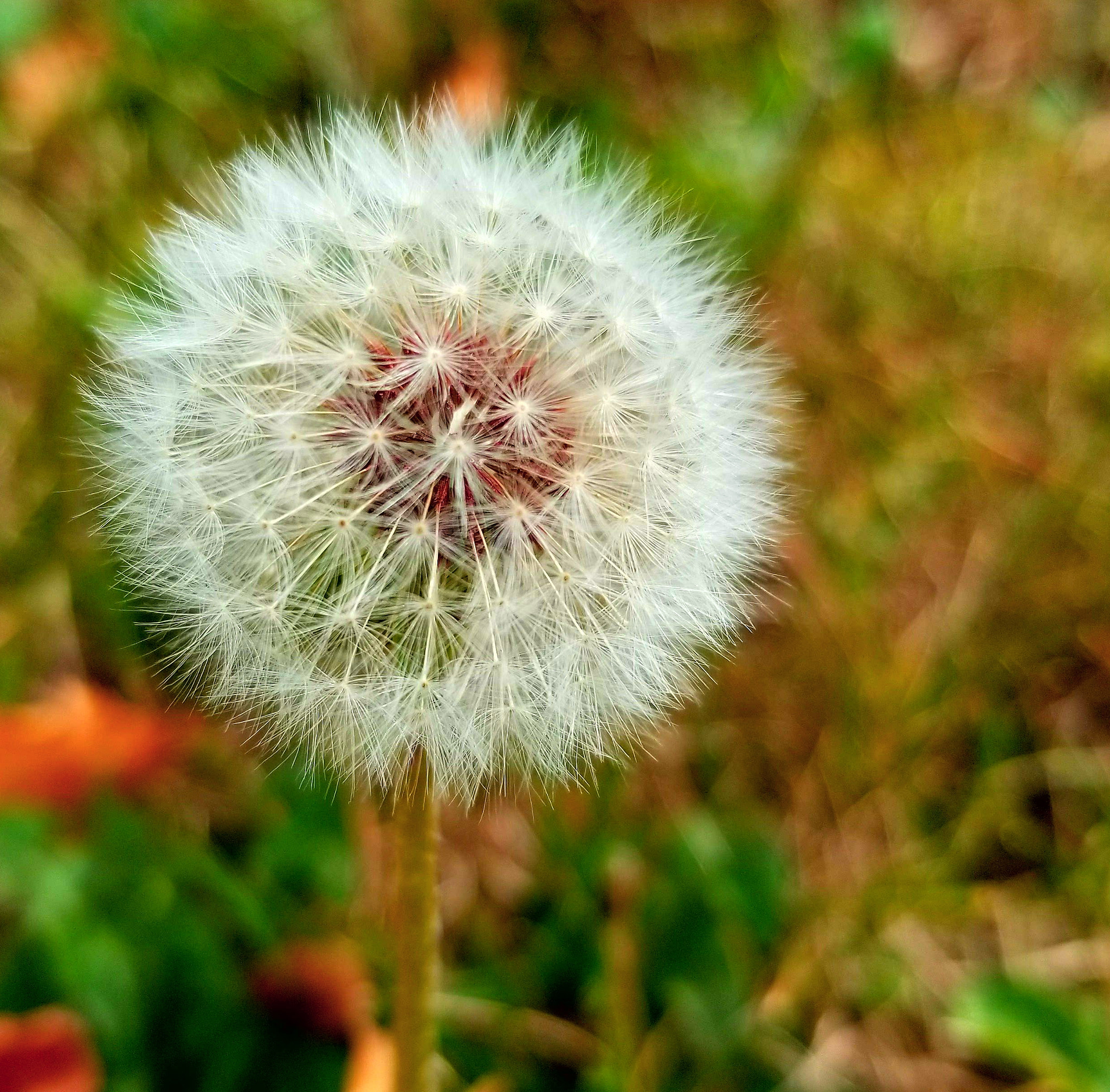 Samsung Galaxy S8 Active sample photo. Nostalgia photography