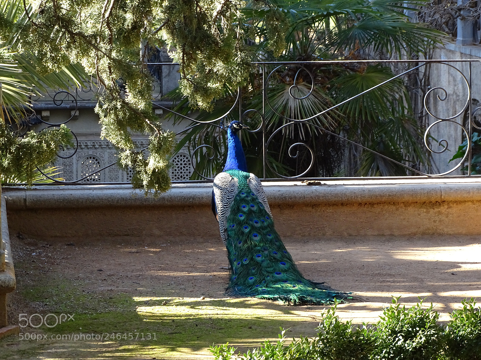 Sony Cyber-shot DSC-HX350 sample photo. Pavo real photography