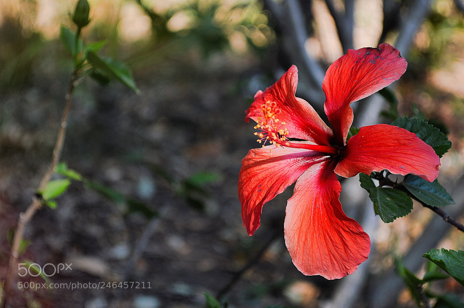 Nikon D3200 sample photo. Untitled photography
