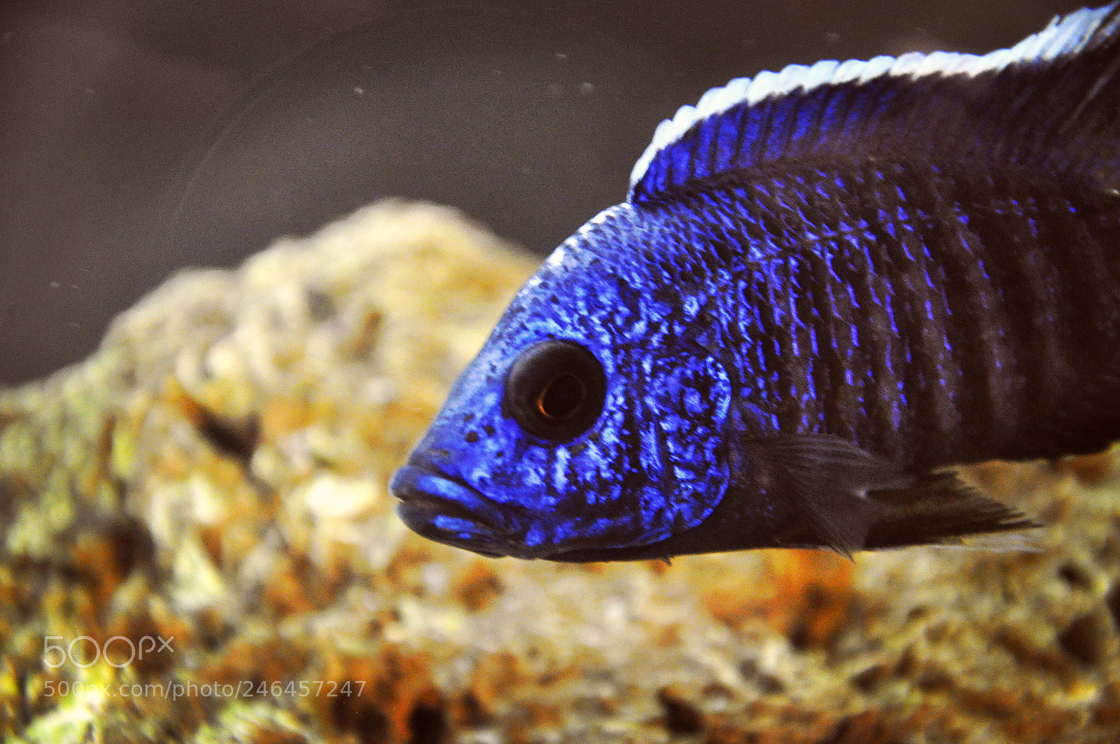 Nikon D90 sample photo. Blue fish photography