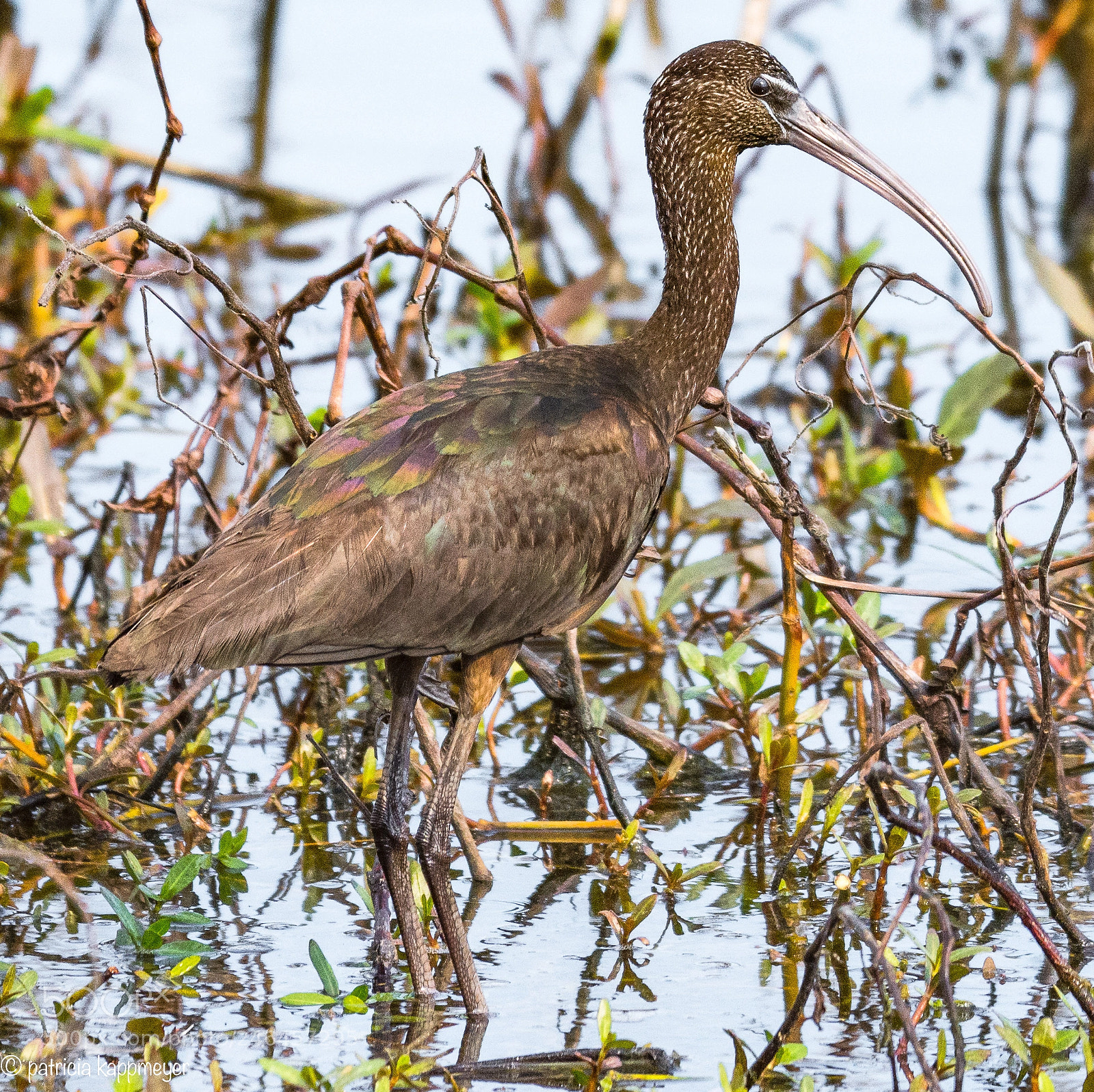 Nikon D7200 sample photo. Glossy ibis photography
