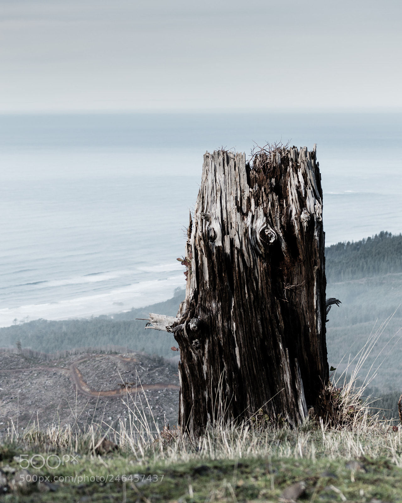 Nikon D3200 sample photo. Mr. stumpy has a photography