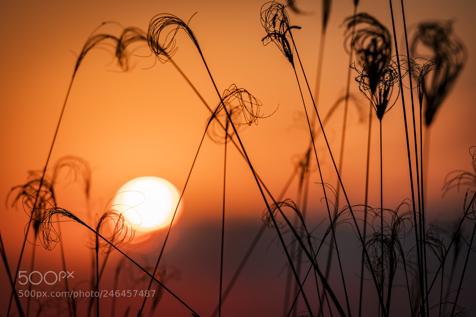 Nikon D500 sample photo. Sunset in street photography