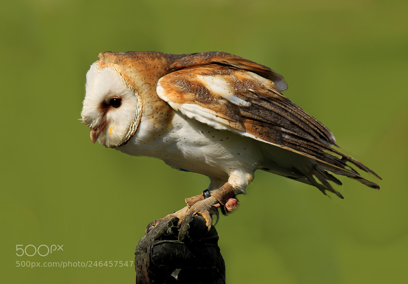 Canon EOS 500D (EOS Rebel T1i / EOS Kiss X3) sample photo. Barn owl photography