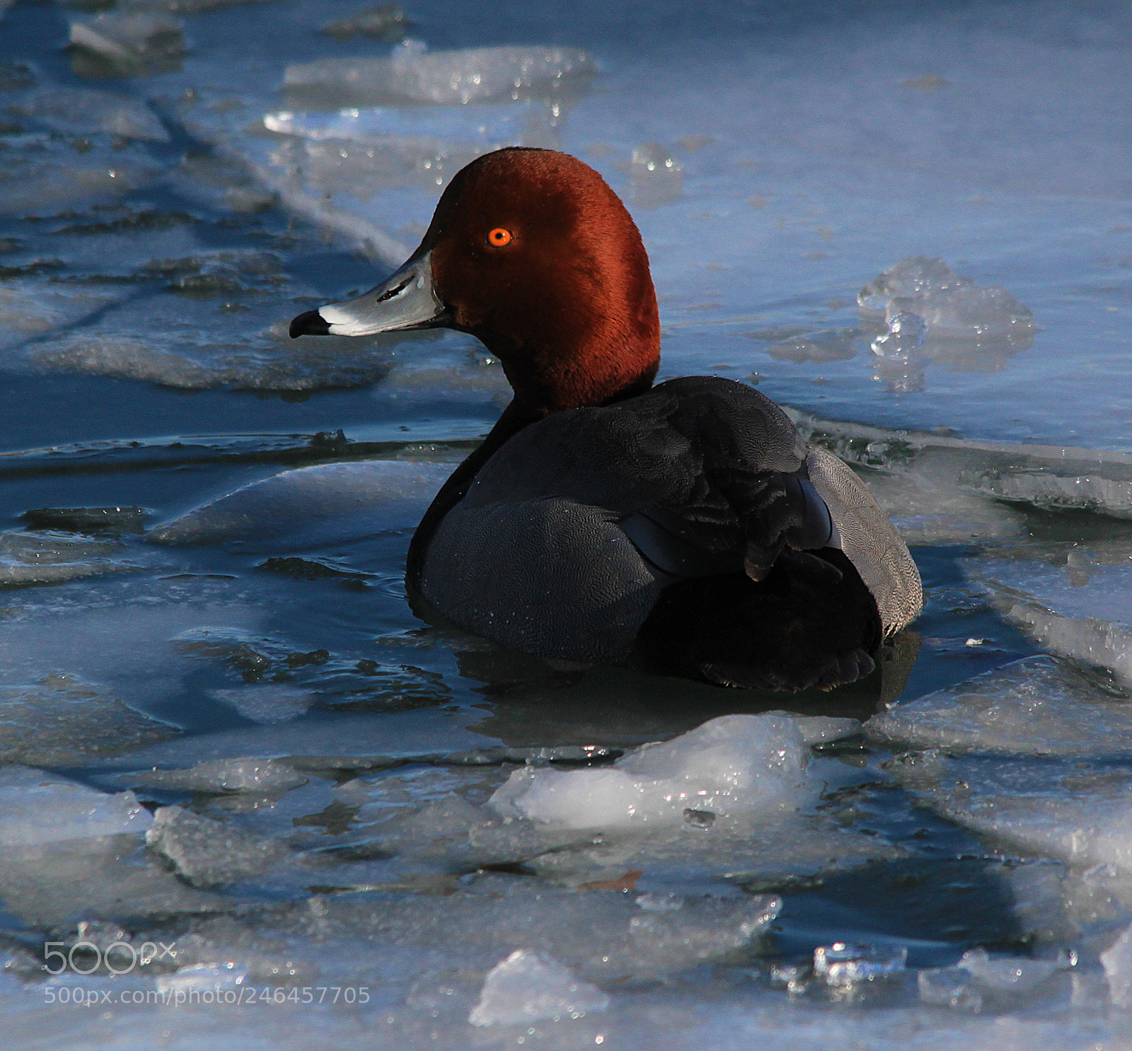 Canon EOS 500D (EOS Rebel T1i / EOS Kiss X3) sample photo. Duck on ice photography
