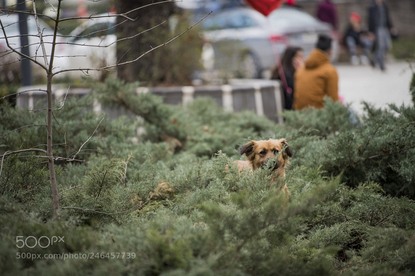 Nikon D850 sample photo. Dog hiding heart photography